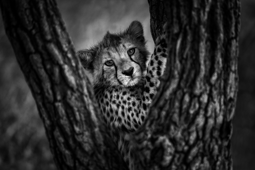 Centered von Mohammed Alnaser