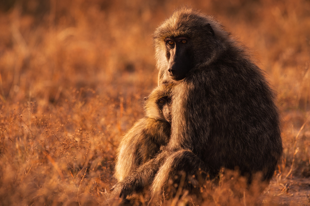 Between Her Arms von Mohammed Alnaser