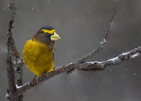Evening Grosbeak