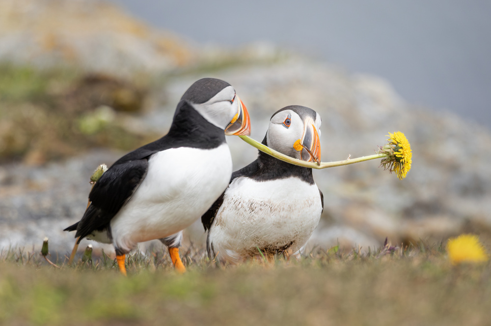 Where is she#2 von Molly Fu