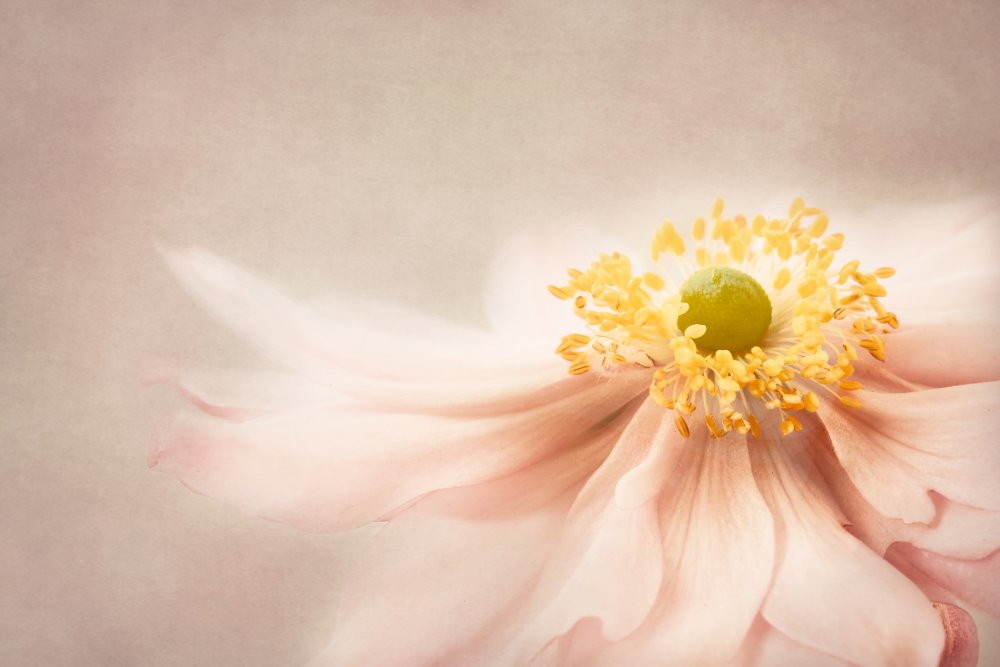 la vie en rose von Monique Delaet