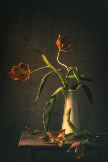 Wilted Tulips