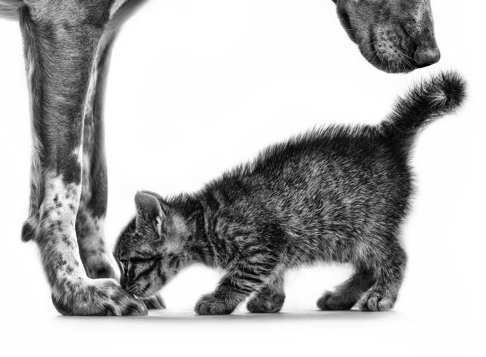 Smell me von Monte Pi