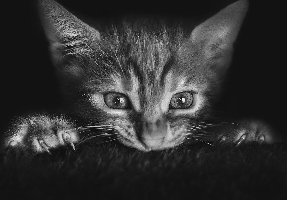 Bei den Filmen von Monte Pi (10catsplus)