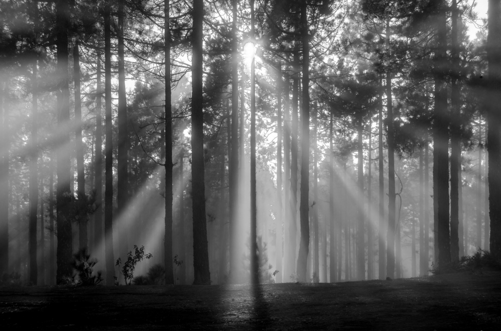 Light in the snow von Montserrat Alviani