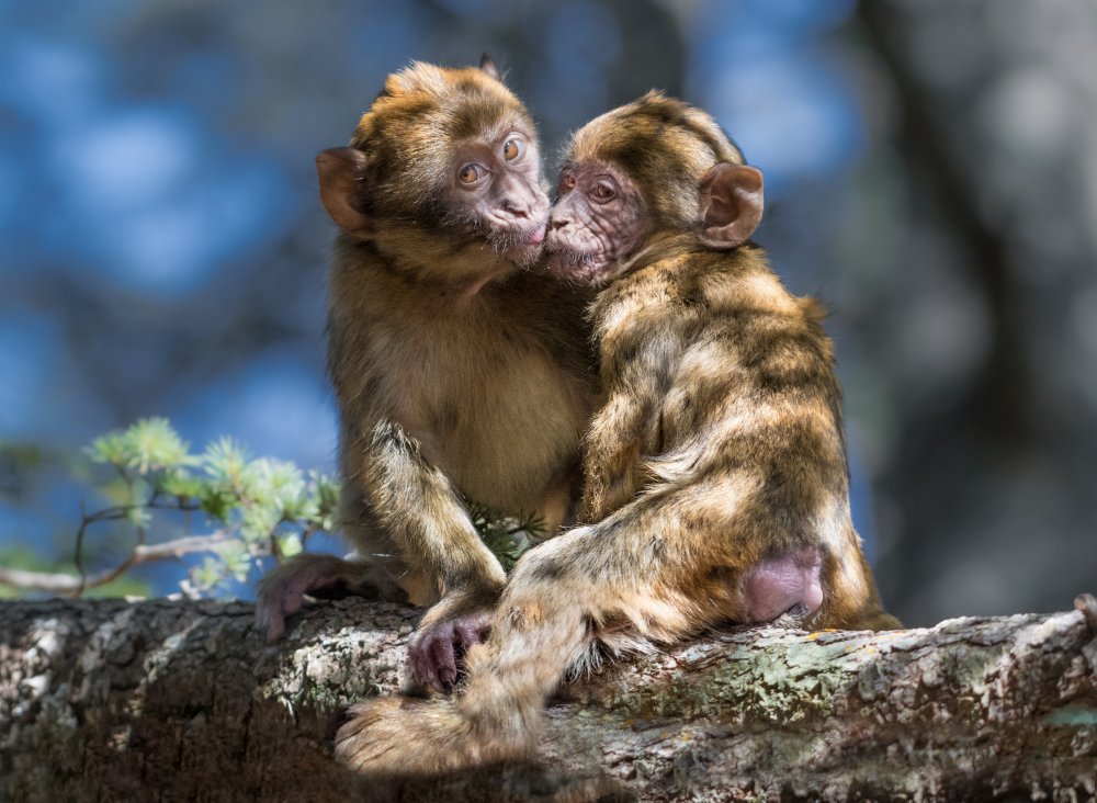 monkey Love von morocco.wild