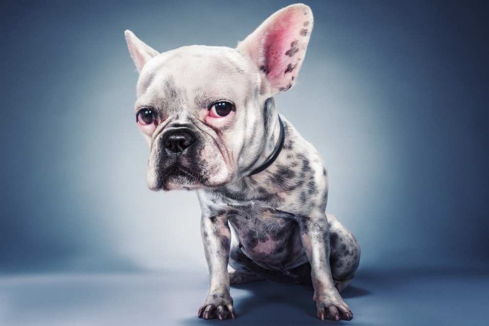 Big Head Project von moshe nachumovich