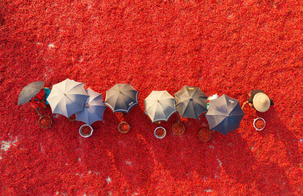 Working in red carpet von Mostafijur Rahman Nasim