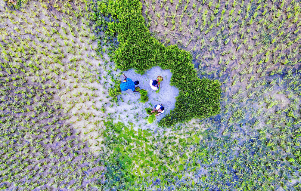 Farming von Mostafijur Rahman Nasim