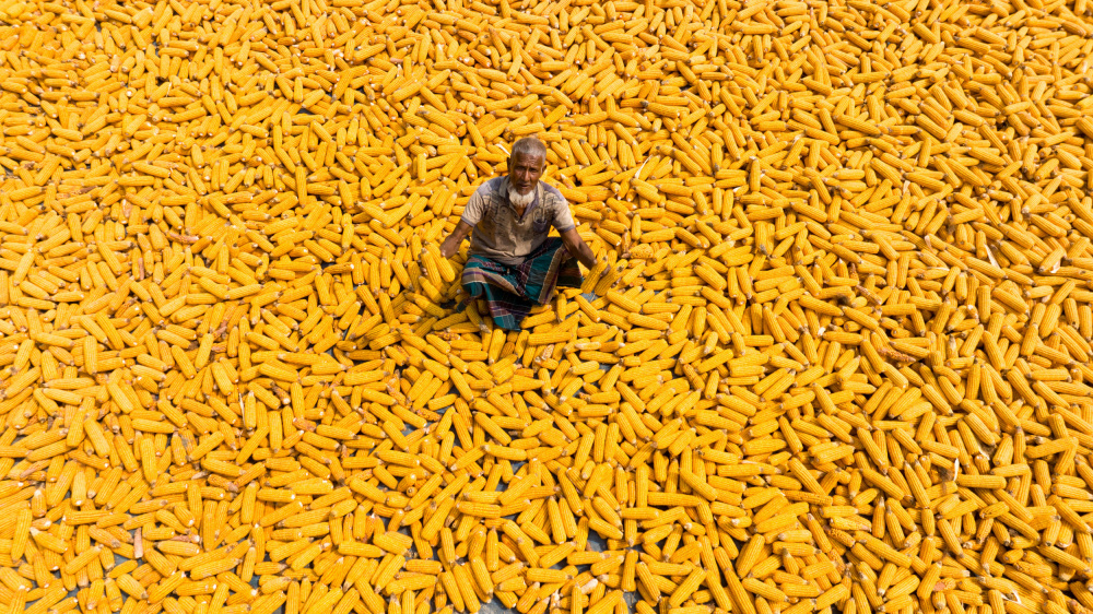 Maize von Mostafijur Rahman Nasim