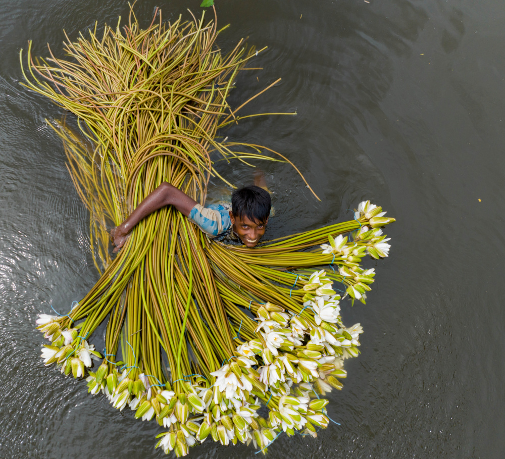 Water Lily collection von Mostafijur Rahman Nasim