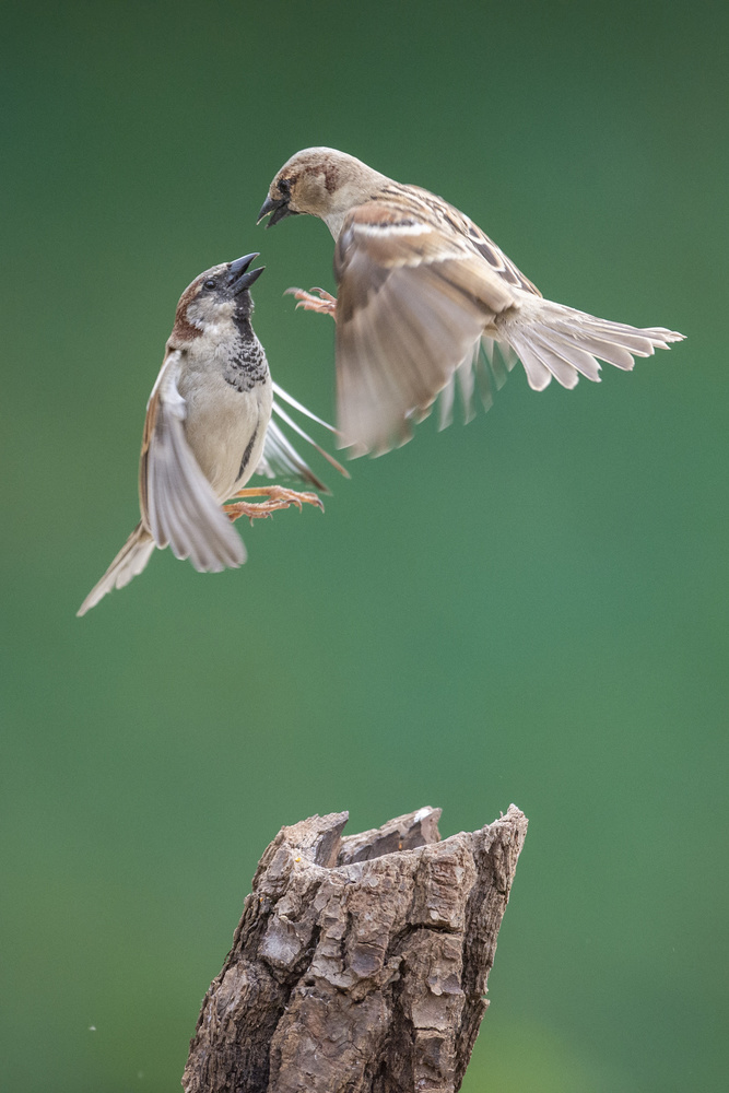 untitledl von Muayad Amer