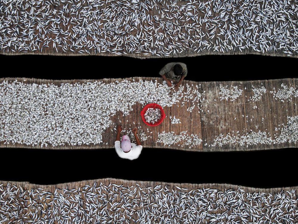 Dried fish processing von Muhammad Amdad Hossain