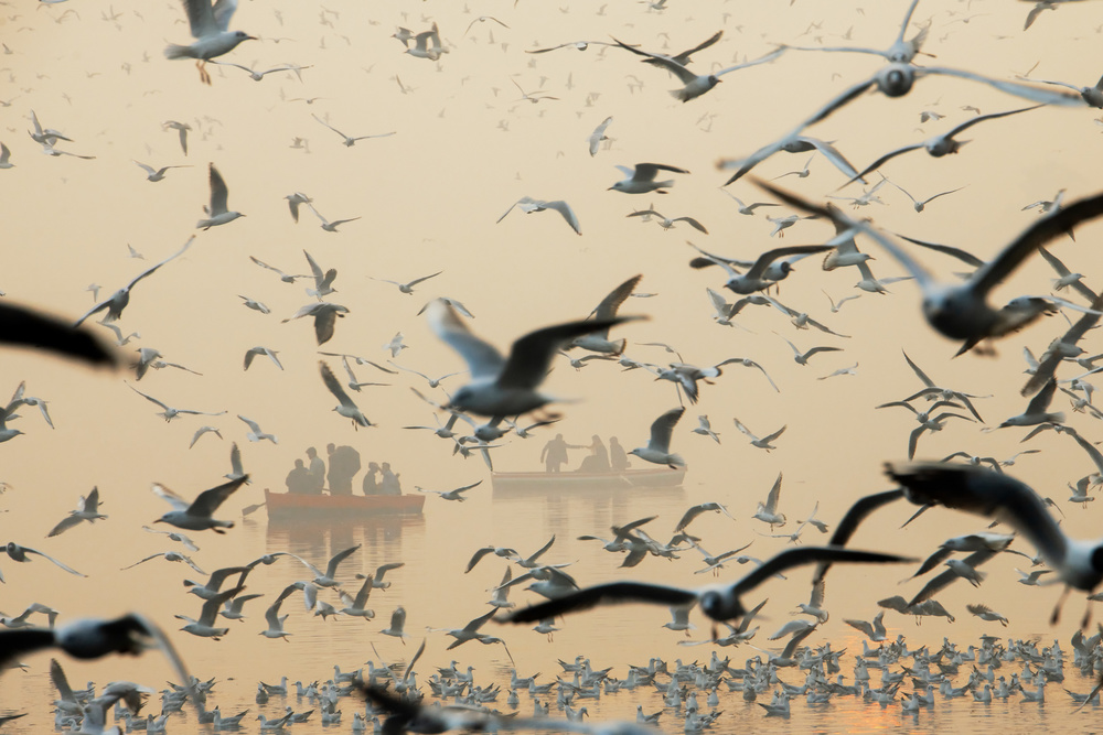 bird von Murat Bakmaz