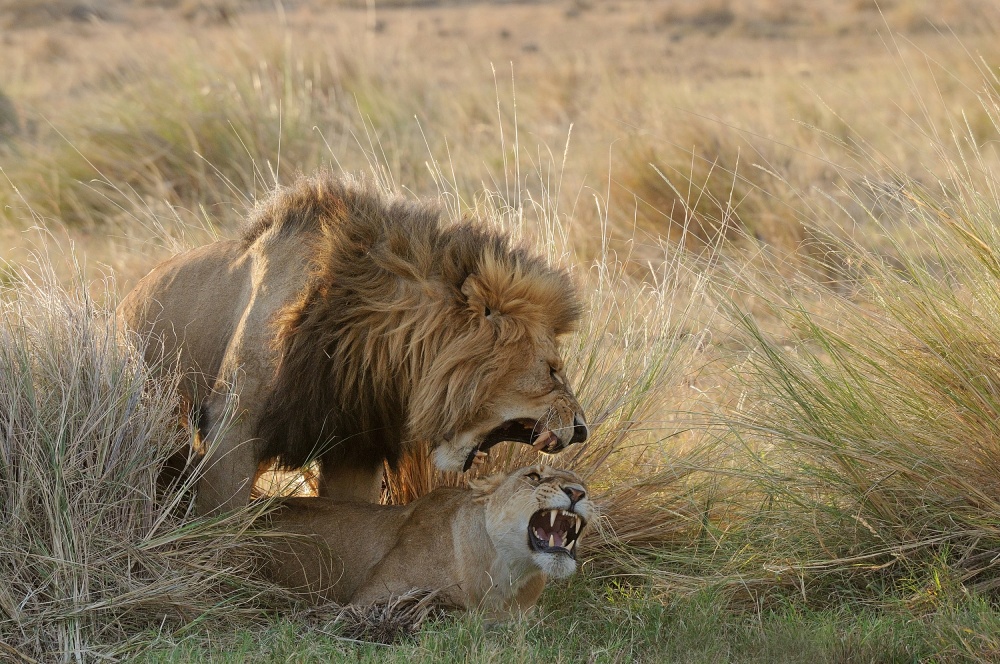 Morani Lover von Muriel Vekemans