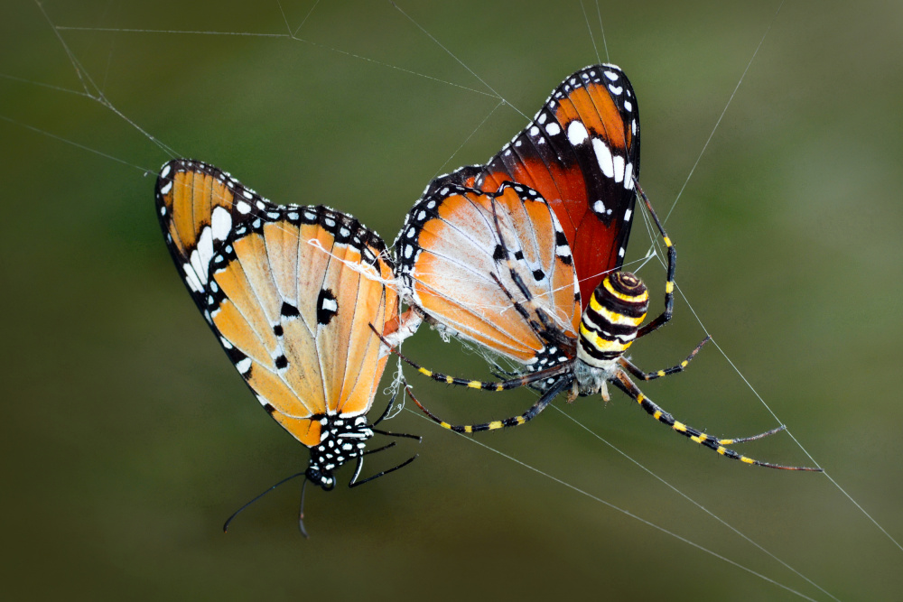 Love and dead von mustafa öztürk