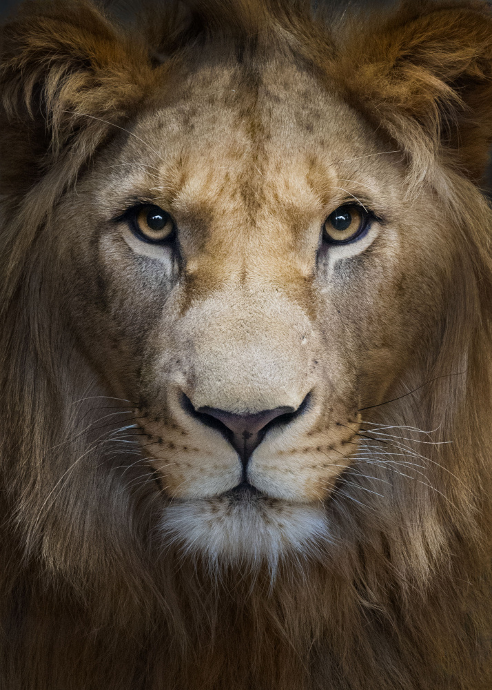 Majestic von Nadav Jonas