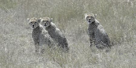 Cheetah Cubs
