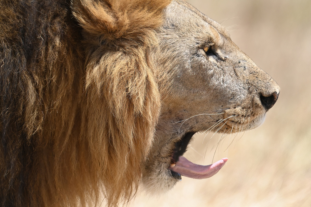 Lion von Nadine Henley