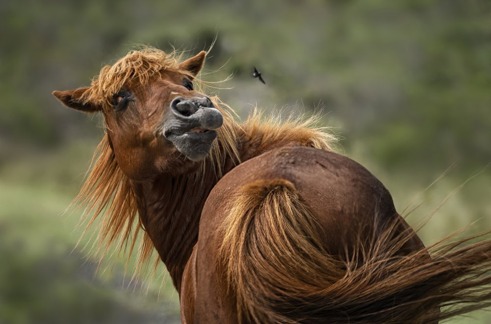 Who is there? von Nan Wei