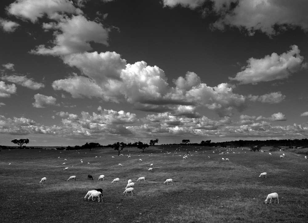 Bucolica von Nana Sousa Dias