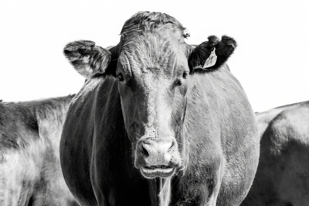 Bonsmara Cow In Black & White von Naomi Lupton
