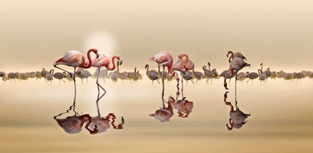 FLAMINGOS von NASSER OSMAN
