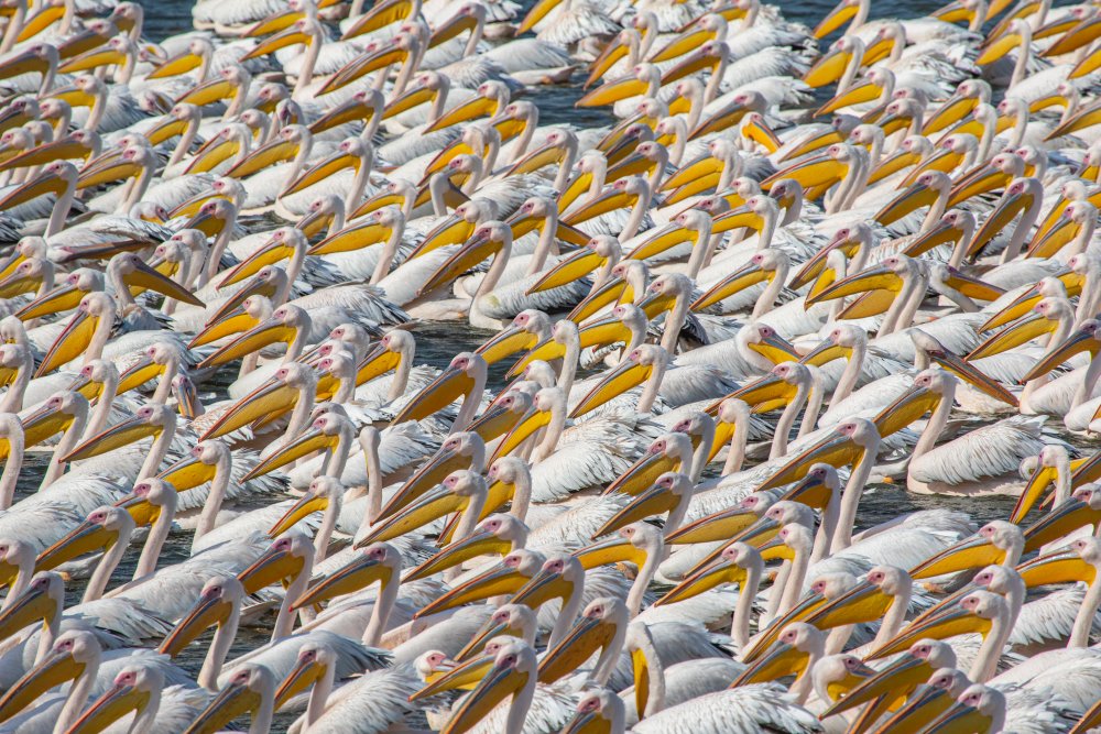 Pelican Parade von Natalia Rublina