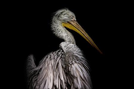 Portrait of a Pelican...