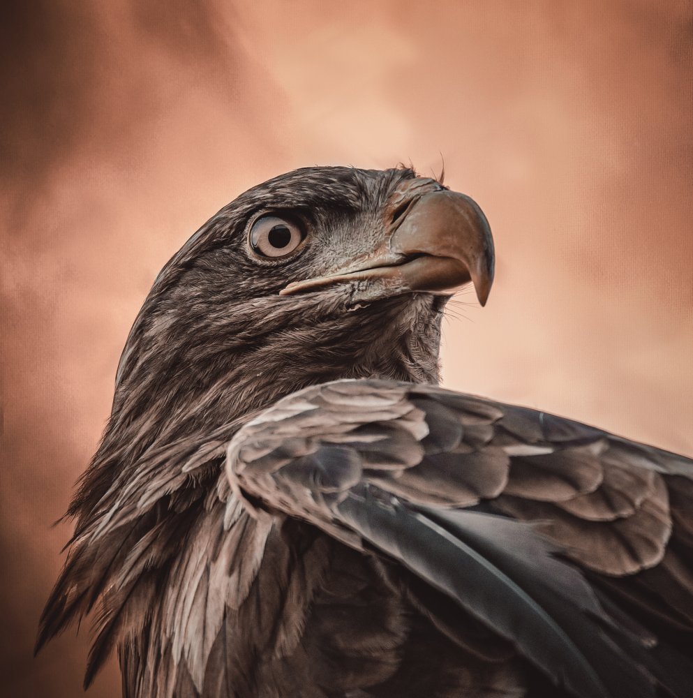 And his eyes saw everything.... von Natascha Worseling