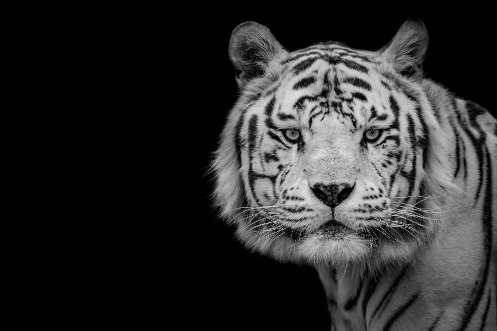 Bengal White Tiger von Nauzet Baez Photography