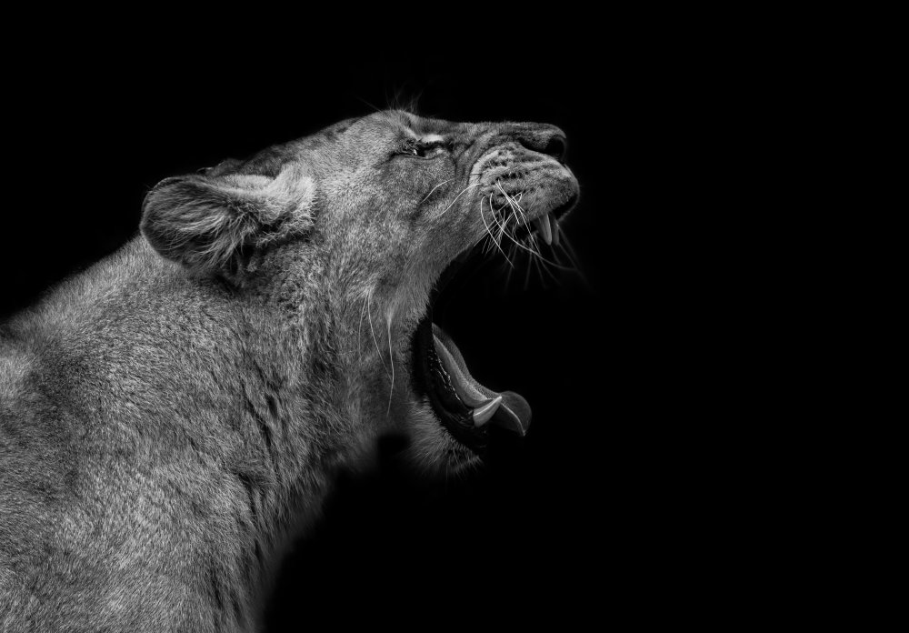 Lioness in low key von Nauzet Baez Photography