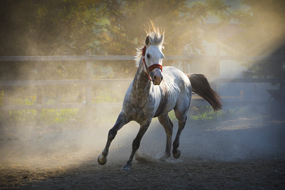 ... ::: Altın Yele ::: ... von Nazim Tetik