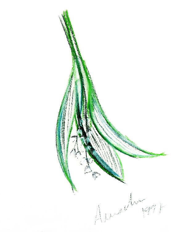 der Zweig von Luisa Neige