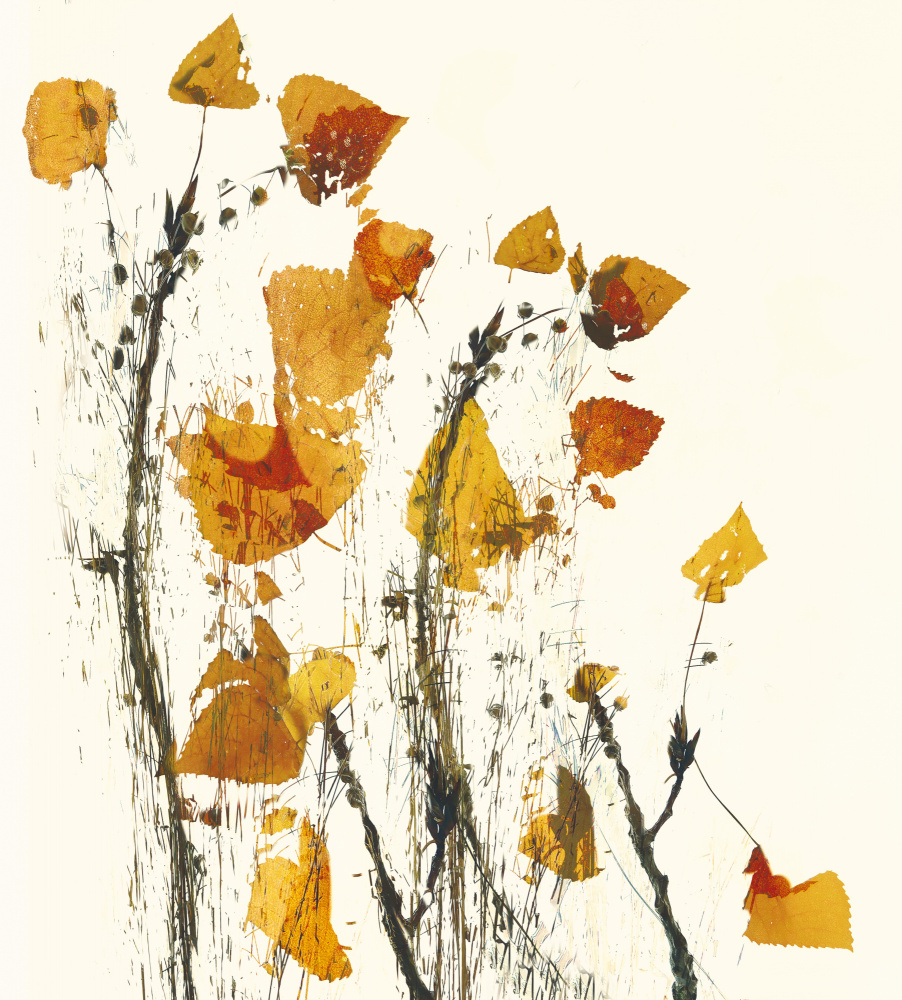 Leaves still life von Nel Talen