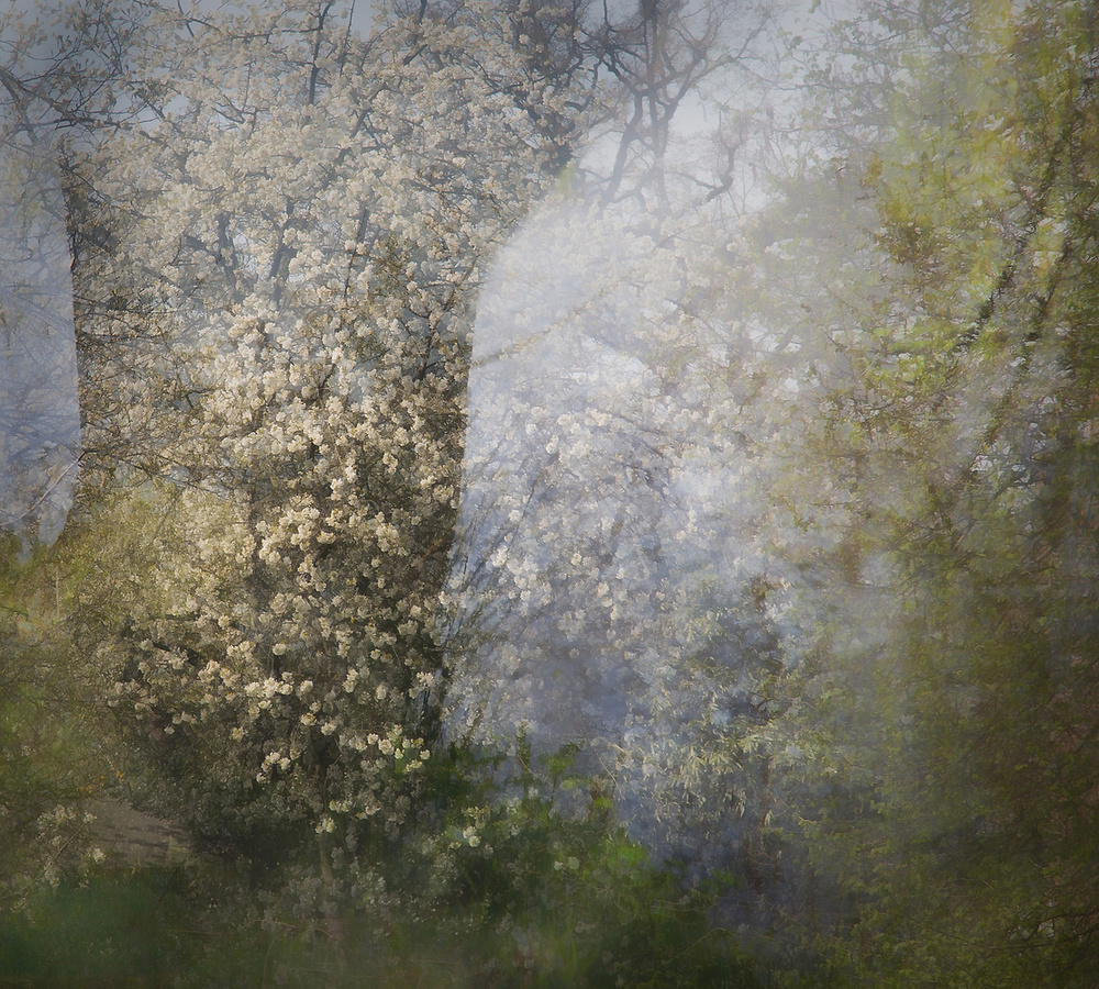 Blossom von Nel Talen