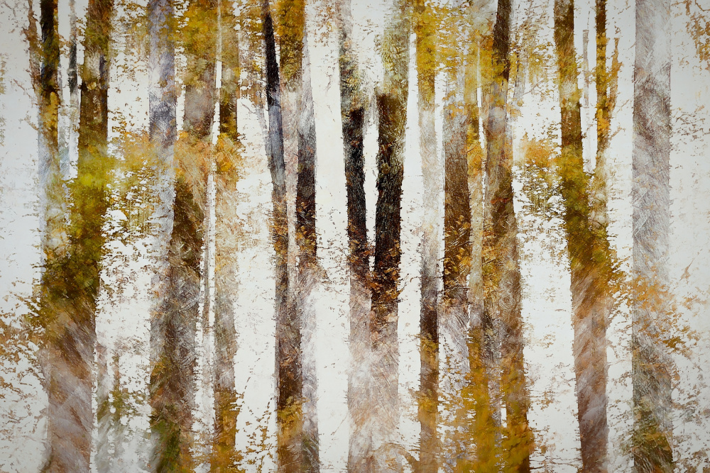 Beech in autumn von Nel Talen