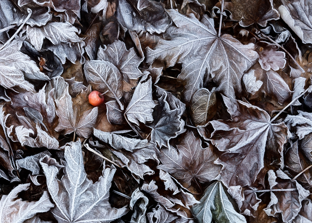 Frozen leaves von Nel Talen