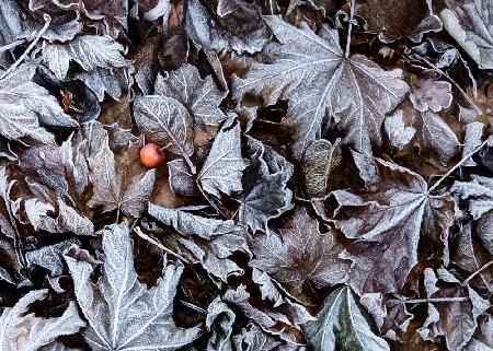 Frozen leaves