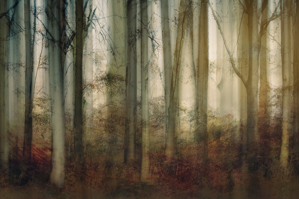 Autumn light von Nel Talen