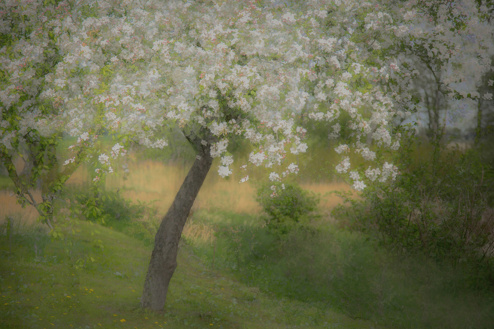 In the garden von Nel Talen