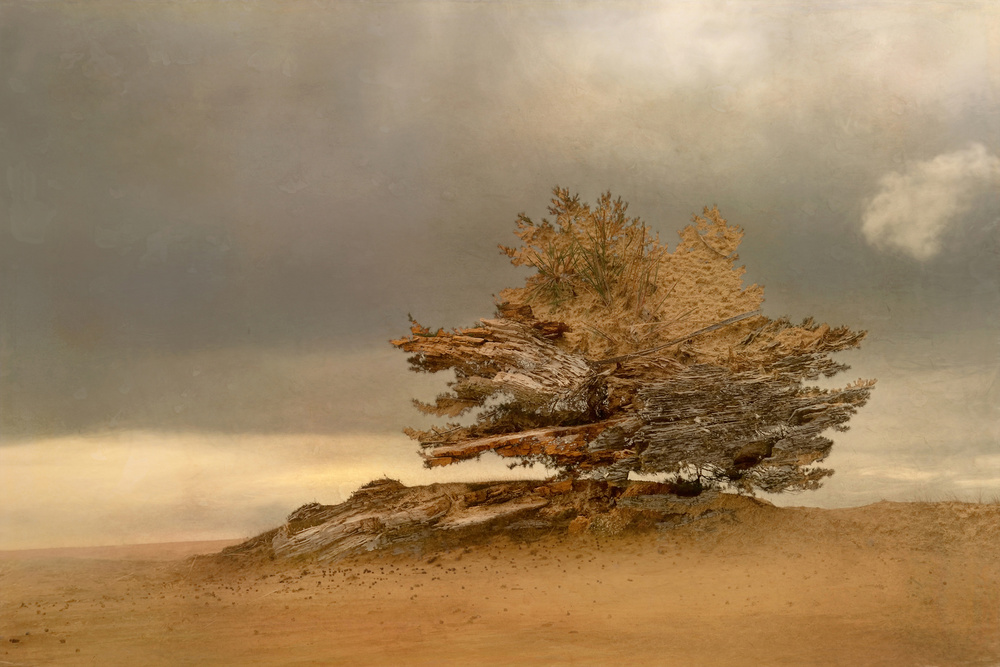 Pine and dunes von Nel Talen