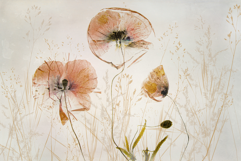 Light and soft von Nel Talen