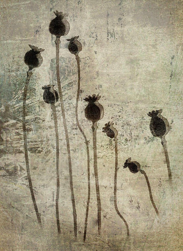Poppy seedlings von Nel Talen