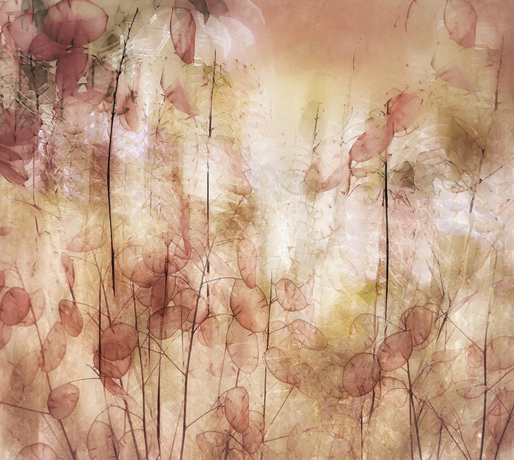 Seed pods von Nel Talen