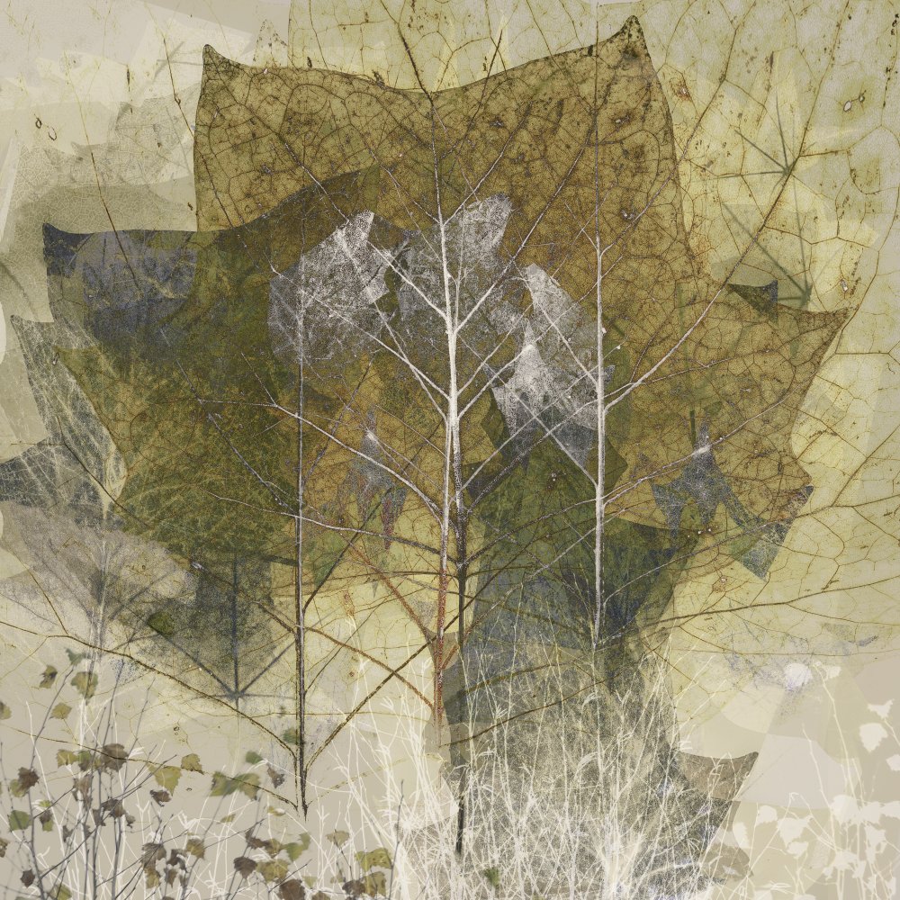 Transient von Nel Talen