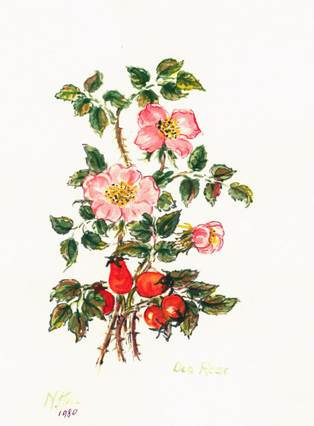 Dog Rose von Nell  Hill