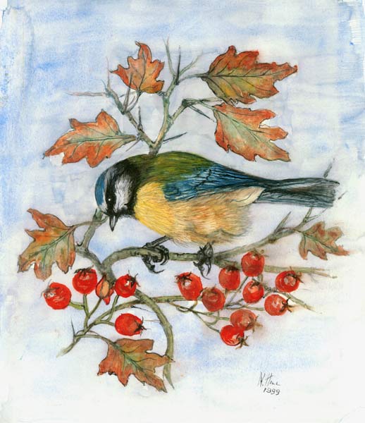 Blue Tit on Hawthorn von Nell  Hill