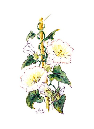 Convulvulous, 2001 (w/c on paper)  von Nell  Hill