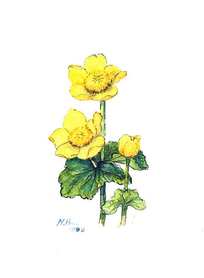 Marsh Marigold, 1998 (w/c on paper)  von Nell  Hill